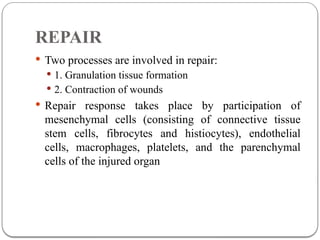 Comprehensive Overview of Inflammation and Tissue Repair Mechanisms | PPTX