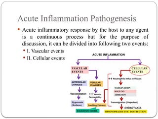 Comprehensive Overview of Inflammation and Tissue Repair Mechanisms | PPTX