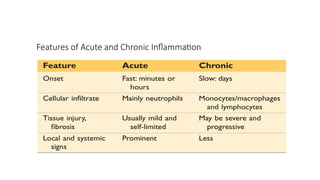 Comprehensive Overview of Inflammation and Tissue Repair Mechanisms | PPTX