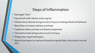 Steps of Inflammation
• Damaged “Skin”
• Injured cell walls release stress signals
• Histamines produced and go to site of injury to change blood cell behavior
• Blood flow increases (redness and heat)
• Capillaries dilate and leak out blood components
• Chemokine leads phagocytes to point of injury
• Phagocytes engulf pathogens
• Wound site begins to heal and histamine signals fade, returning to normal
size
 