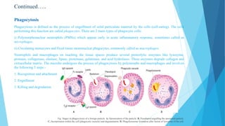 Continued…..
Phagocytosis
Phagocytosis is defined as the process of engulfment of solid particulate material by the cells (cell-eating). The cells
performing this function are called phagocytes. There are 2 main types of phagocytic cells:
i) Polymorphonuclear neutrophils (PMNs) which appear early in acute inflammatory response, sometimes called as
microphages.
ii) Circulating monocytes and fixed tissue mononuclear phagocytes, commonly called as macrophages.
Neutrophils and macrophages on reaching the tissue spaces produce several proteolytic enzymes like lysozyme,
protease, collagenase, elastase, lipase, proteinase, gelatinase, and acid hydrolases. These enzymes degrade collagen and
extracellular matrix. The microbe undergoes the process of phagocytosis by polymorphs and macrophages and involves
the following 3 steps:-
1. Recognition and attachment
2. Engulfment
3. Killing and degradation
Fig: Stages in phagocytosis of a foreign particle. A, Opsonization of the particle. B, Pseudopod engulfing the opsonized particle.
C, Incorporation within the cell (phagocytic vacuole) and degranulation. D, Phagolysosome formation after fusion of lysosome of the cell.
 