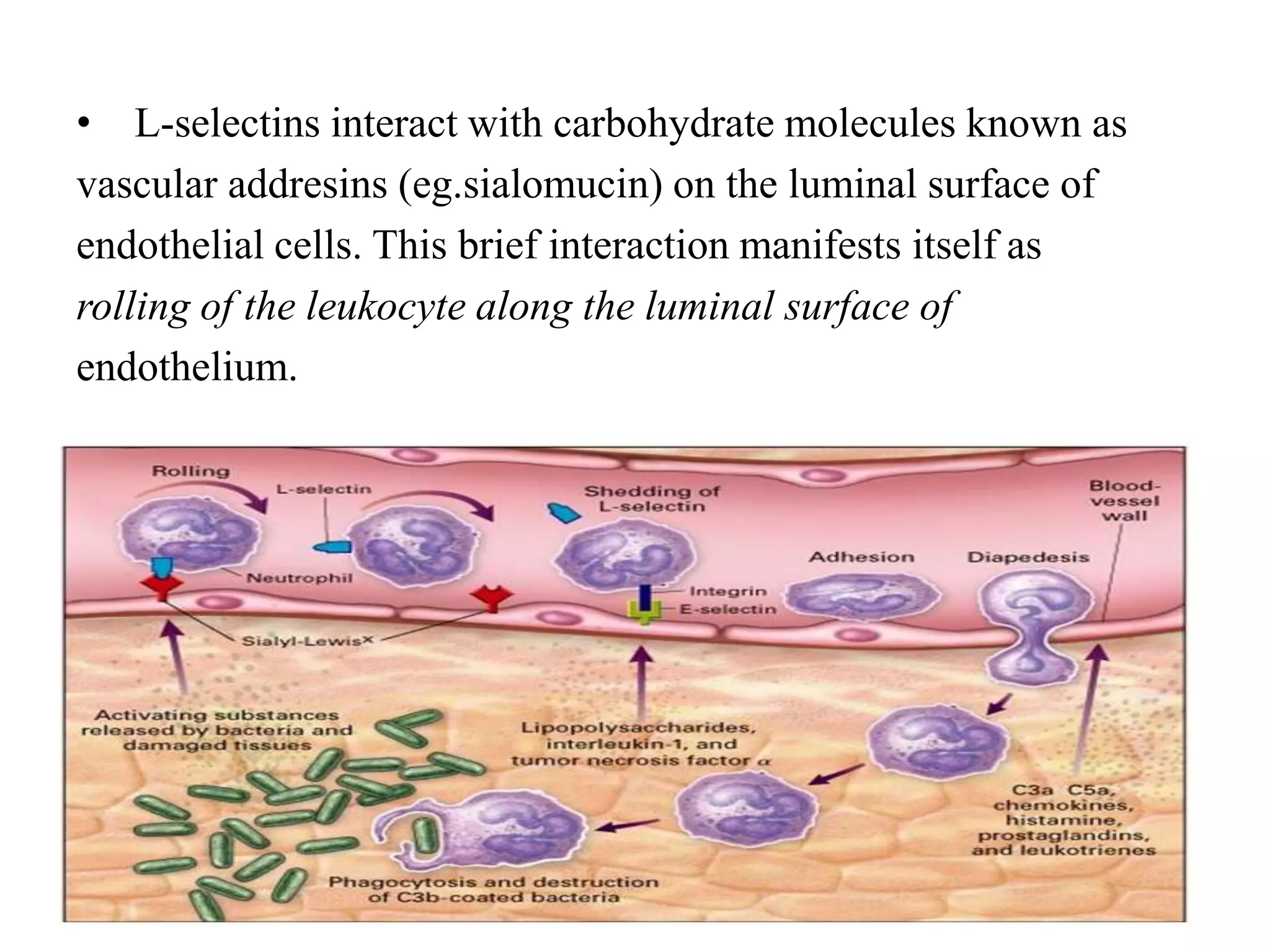 • L-selectins interact with carbohydrate molecules known as
vascular addresins (eg.sialomucin) on the luminal surface of
endothelial cells. This brief interaction manifests itself as
rolling of the leukocyte along the luminal surface of
endothelium.
 
