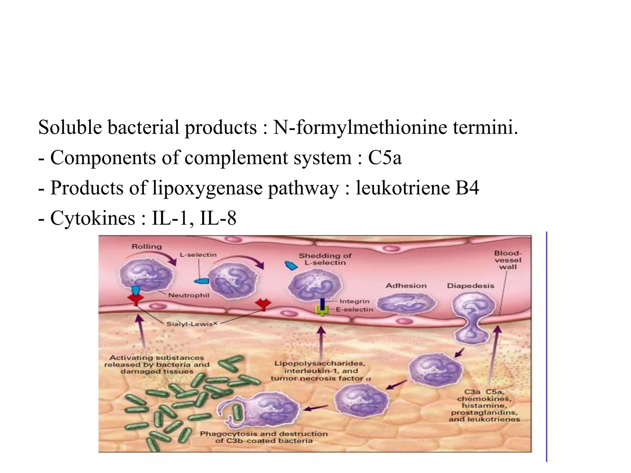 Soluble bacterial products : N-formylmethionine termini.
- Components of complement system : C5a
- Products of lipoxygenase pathway : leukotriene B4
- Cytokines : IL-1, IL-8
 