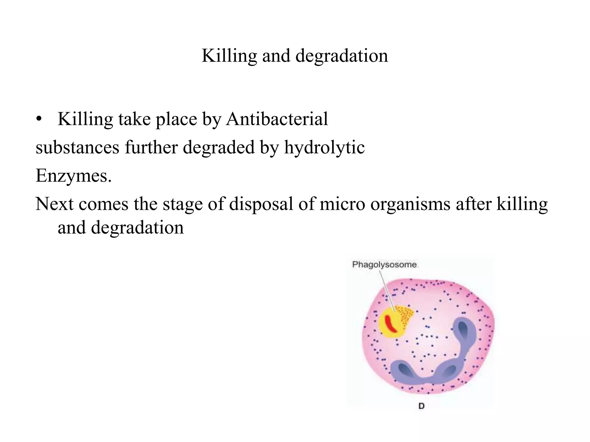 Killing and degradation
• Killing take place by Antibacterial
substances further degraded by hydrolytic
Enzymes.
Next comes the stage of disposal of micro organisms after killing
and degradation
 