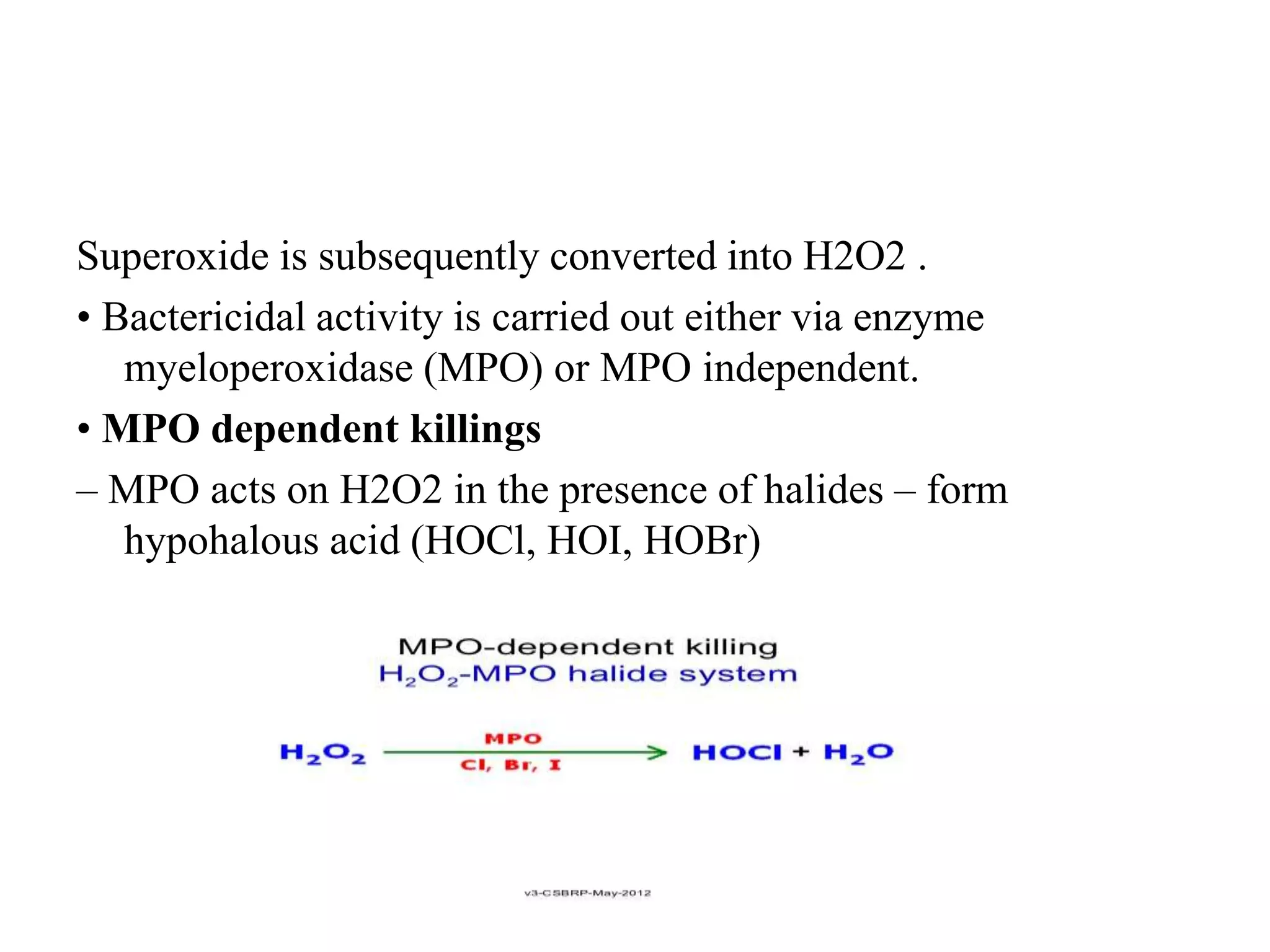Superoxide is subsequently converted into H2O2 .
• Bactericidal activity is carried out either via enzyme
myeloperoxidase (MPO) or MPO independent.
• MPO dependent killings
– MPO acts on H2O2 in the presence of halides – form
hypohalous acid (HOCl, HOI, HOBr)
 