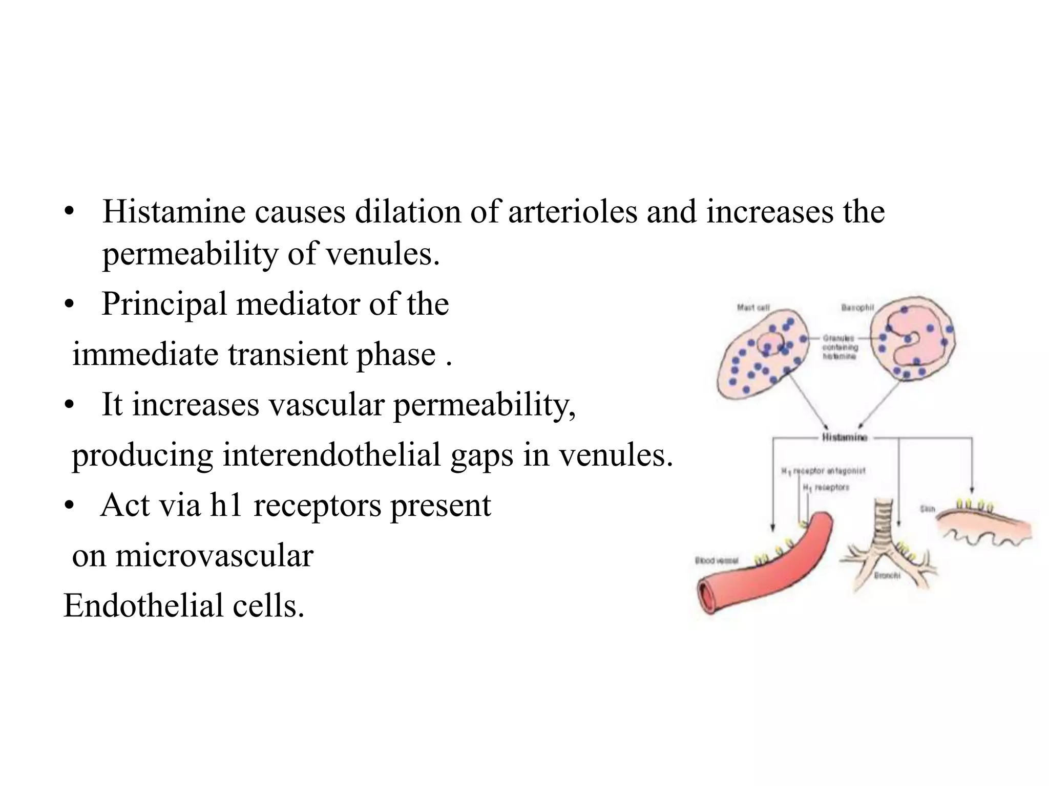 • Histamine causes dilation of arterioles and increases the
permeability of venules.
• Principal mediator of the
immediate transient phase .
• It increases vascular permeability,
producing interendothelial gaps in venules.
• Act via h1 receptors present
on microvascular
Endothelial cells.
 