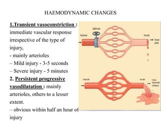 HAEMODYNAMIC CHANGES
1.Transient vasoconstriction :
immediate vascular response
irrespective of the type of
injury,
- mainly arterioles
– Mild injury - 3-5 seconds
– Severe injury - 5 minutes
2. Persistent progressive
vasodilatation : mainly
arterioles, others to a lesser
extent.
– obvious within half an hour of
injury
 