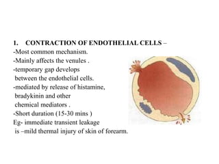 1. CONTRACTION OF ENDOTHELIAL CELLS –
-Most common mechanism.
-Mainly affects the venules .
-temporary gap develops
between the endothelial cells.
-mediated by release of histamine,
bradykinin and other
chemical mediators .
-Short duration (15-30 mins )
Eg- immediate transient leakage
is –mild thermal injury of skin of forearm.
 