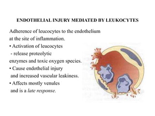ENDOTHELIAL INJURY MEDIATED BY LEUKOCYTES
Adherence of leucocytes to the endothelium
at the site of inflammation.
• Activation of leucocytes
- release proteolytic
enzymes and toxic oxygen species.
• Cause endothelial injury
and increased vascular leakiness.
• Affects mostly venules
and is a late response.
 