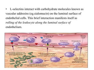 • L-selectins interact with carbohydrate molecules known as
vascular addresins (eg.sialomucin) on the luminal surface of
endothelial cells. This brief interaction manifests itself as
rolling of the leukocyte along the luminal surface of
endothelium.
 