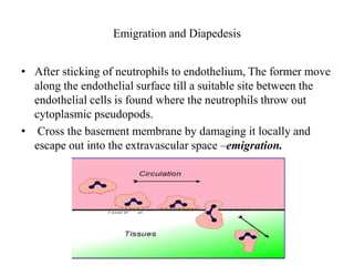 Emigration and Diapedesis
• After sticking of neutrophils to endothelium, The former move
along the endothelial surface till a suitable site between the
endothelial cells is found where the neutrophils throw out
cytoplasmic pseudopods.
• Cross the basement membrane by damaging it locally and
escape out into the extravascular space –emigration.
 