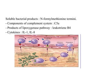 Soluble bacterial products : N-formylmethionine termini.
- Components of complement system : C5a
- Products of lipoxygenase pathway : leukotriene B4
- Cytokines : IL-1, IL-8
 