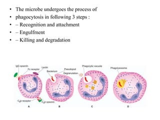 • The microbe undergoes the process of
• phagocytosis in following 3 steps :
• – Recognition and attachment
• – Engulfment
• – Killing and degradation
 