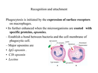 Recognition and attachment
Phagocytosis is initiated by the expression of surface receptors
on macrophages.
• Its further enhanced when the microorganisms are coated with
specific proteins, opsonins.
– Establish a bond between bacteria and the cell membrane of
phagocytic cell.
– Major opsonins are
• IgG opsonin .
• C3b opsonin
• Lectins
 