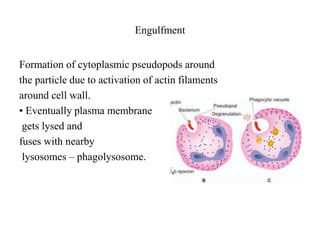 Engulfment
Formation of cytoplasmic pseudopods around
the particle due to activation of actin filaments
around cell wall.
• Eventually plasma membrane
gets lysed and
fuses with nearby
lysosomes – phagolysosome.
 