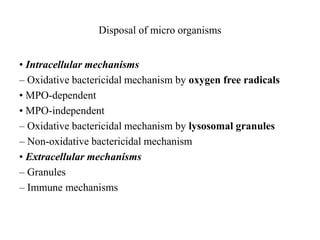 Disposal of micro organisms
• Intracellular mechanisms
– Oxidative bactericidal mechanism by oxygen free radicals
• MPO-dependent
• MPO-independent
– Oxidative bactericidal mechanism by lysosomal granules
– Non-oxidative bactericidal mechanism
• Extracellular mechanisms
– Granules
– Immune mechanisms
 
