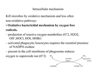 Intracellular mechanism
Kill microbes by oxidative mechanism and less often
non-oxidative pathways
• Oxidative bactericidal mechanism by oxygen free
radicals.
– production of reactive oxygen metabolites (O’2, H2O2,
OH’,HOCl, HOI, HOBr)
– activated phagocytic leucocytes requires the essential presence
of NADPH oxidase
– present in the cell membrane of phagosome reduces
oxygen to superoxide ion (O’2)
 