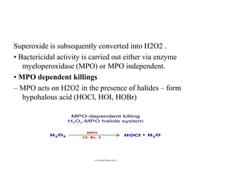 Superoxide is subsequently converted into H2O2 .
• Bactericidal activity is carried out either via enzyme
myeloperoxidase (MPO) or MPO independent.
• MPO dependent killings
– MPO acts on H2O2 in the presence of halides – form
hypohalous acid (HOCl, HOI, HOBr)
 