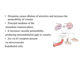 • Histamine causes dilation of arterioles and increases the
permeability of venules.
• Principal mediator of the
immediate transient phase .
• It increases vascular permeability,
producing interendothelial gaps in venules.
• Act via h1 receptors present
on microvascular
Endothelial cells.
 