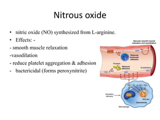 Nitrous oxide
• nitric oxide (NO) synthesized from L-arginine.
• Effects: -
- smooth muscle relaxation
-vasodilation
- reduce platelet aggregation & adhesion
- bactericidal (forms peroxynitrite)
 