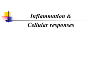 Inflammation &
Cellular responses
 