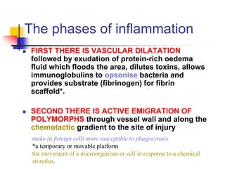 The phases of inflammation
 FIRST THERE IS VASCULAR DILATATION
followed by exudation of protein-rich oedema
fluid which floods the area, dilutes toxins, allows
immunoglobulins to opsonise bacteria and
provides substrate (fibrinogen) for fibrin
scaffold*.
 SECOND THERE IS ACTIVE EMIGRATION OF
POLYMORPHS through vessel wall and along the
chemotactic gradient to the site of injury
make (a foreign cell) more susceptible to phagocytosis
*a temporary or movable platform
the movement of a microorganism or cell in response to a chemical
stimulus.
 