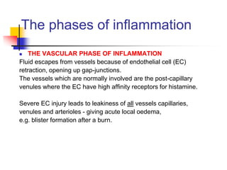  THE VASCULAR PHASE OF INFLAMMATION
Fluid escapes from vessels because of endothelial cell (EC)
retraction, opening up gap-junctions.
The vessels which are normally involved are the post-capillary
venules where the EC have high affinity receptors for histamine.
Severe EC injury leads to leakiness of all vessels capillaries,
venules and arterioles - giving acute local oedema,
e.g. blister formation after a burn.
The phases of inflammation
 