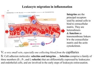 Leukocyte migration in inflammation
V: a very small vein, especially one collecting blood from the capillaries
S: Cell adhesion molecules: selectins and integrins. ... Selectins comprise a family of
three members (E-, P-, and L-selectin) that are differentially expressed by leukocytes
and endothelial cells, and are involved in the early steps of leukocyte extravasation.
Integrins are the
principal receptors
used by animal cells to
bind to extracellular
matrix. They are
heterodimers
& function as
transmembrane linkers
b/w the extracellular
matrix and the actin
cytoskeleton.
 