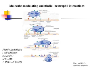 Molecules modulating endothelial-neutrophil interactions
LFA-1 and MAC-1
(activated integrins)
Platelet/endothelia
l cell adhesion
molecule 1
(PECAM-
1, PECAM, CD31)
 