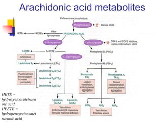 Arachidonic acid metabolites
HETE =
hydroxyeicosatetraen
oic acid
HPETE =
hydroperoxyeicosatet
raenoic acid
 
