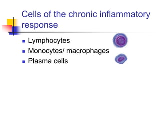 Cells of the chronic inflammatory
response
 Lymphocytes
 Monocytes/ macrophages
 Plasma cells
 