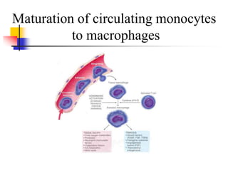 Maturation of circulating monocytes
to macrophages
 
