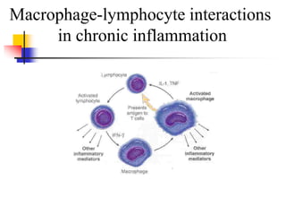 Macrophage-lymphocyte interactions
in chronic inflammation
 