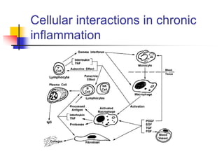 Cellular interactions in chronic
inflammation
 