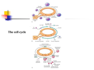 The cell cycle
 