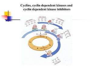 Cyclins, cyclin dependent kinases and
cyclin dependent kinase inhibitors
 
