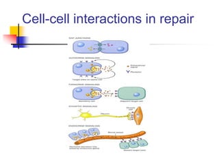Cell-cell interactions in repair
 