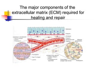 The major components of the
extracellular matrix (ECM) required for
healing and repair
 