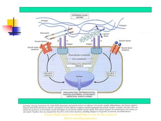 Extracellular matrix re-modelling occurs by the action of
Matrix metalloproteinases
 