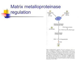 Matrix metalloproteinase
regulation
 