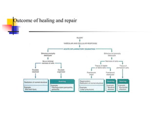 Outcome of healing and repair
 