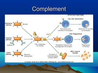 ComplementComplement
 