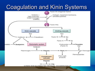 Coagulation and Kinin SystemsCoagulation and Kinin Systems
 