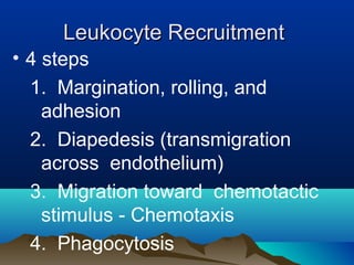 Leukocyte RecruitmentLeukocyte Recruitment
• 4 steps
1. Margination, rolling, and
adhesion
2. Diapedesis (transmigration
across endothelium)
3. Migration toward chemotactic
stimulus - Chemotaxis
4. Phagocytosis
 