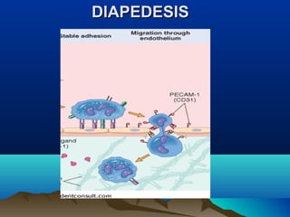 DIAPEDESISDIAPEDESIS
 