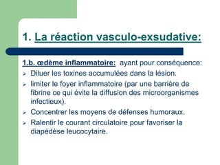 1. La réaction vasculo-exsudative:
1.b. œdème inflammatoire: ayant pour conséquence:
 Diluer les toxines accumulées dans la lésion.
 limiter le foyer inflammatoire (par une barrière de
fibrine ce qui évite la diffusion des microorganismes
infectieux).
 Concentrer les moyens de défenses humoraux.
 Ralentir le courant circulatoire pour favoriser la
diapédèse leucocytaire.
 