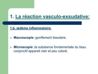 1. La réaction vasculo-exsudative:
1.b. œdème inflammatoire:
 Macroscopie :gonflement tissulaire.
 Microscopie :la substance fondamentale du tissu
conjonctif apparait clair et peu coloré.
 