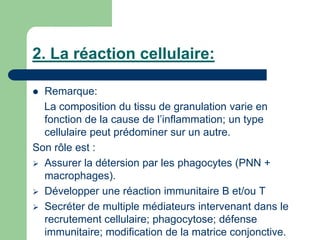 2. La réaction cellulaire:
 Remarque:
La composition du tissu de granulation varie en
fonction de la cause de l’inflammation; un type
cellulaire peut prédominer sur un autre.
Son rôle est :
 Assurer la détersion par les phagocytes (PNN +
macrophages).
 Développer une réaction immunitaire B et/ou T
 Secréter de multiple médiateurs intervenant dans le
recrutement cellulaire; phagocytose; défense
immunitaire; modification de la matrice conjonctive.
 