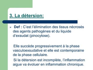 3. La détersion:
 Def : C’est l’élimination des tissus nécrosés
des agents pathogènes et du liquide
d’exsudat (pinocytose).
Elle succède progressivement à la phase
vasculoexsudative et elle est contemporaine
de la phase cellulaire.
Si la détersion est incomplète, l’inflammation
aigue va évoluer en inflammation chronique.
 