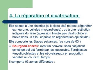 4. La réparation et cicatrisation:
Elle aboutit à une cicatrice (si le tissu lésé ne peut régénérer
ex neurone, cellules myocardiques) , ou à une restitution
intégrale du tissu (agression limitée peu destructrice et
brève dans un tissu capable de régénération épithéliale)
Elle comporte les étapes suivantes: (au nbre de 03 )
 Bourgeon charnu: c’est un nouveau tissu conjonctif
constitué qui est formé par les leucocytes, fibroblastes
+myofibroblastes et les néovaisseaux en proportion
variable au cours du temps.
Il comporte 03 zones différentes :
 